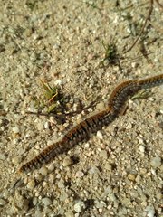 Thaumetopoea pityocampa