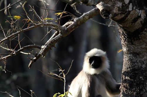 Semnopithecus hypoleucos