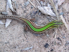 Kentropyx viridistriga