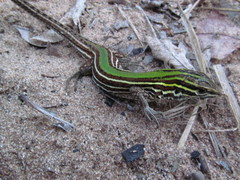 Kentropyx viridistriga