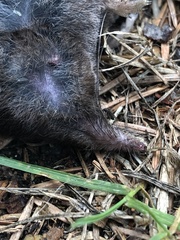 Sorex trowbridgii