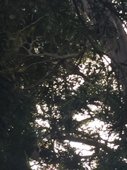 Anthochaera carunculata