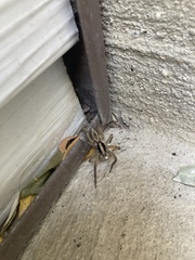 Araneae