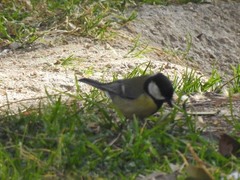 Parus major