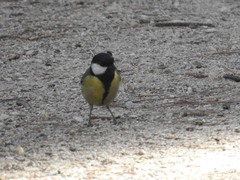 Parus major