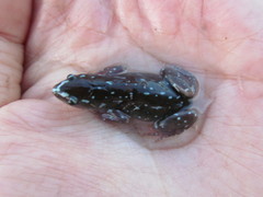 Chiasmocleis albopunctata