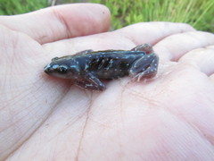 Chiasmocleis albopunctata