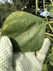 Puccinia helianthi