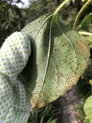 Puccinia helianthi