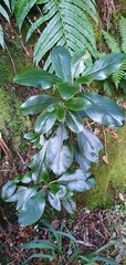 Brachyglottis buchananii
