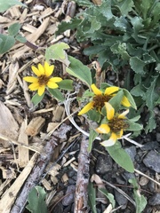 Sanvitalia procumbens