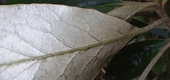 Brachyglottis buchananii