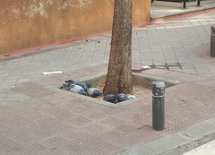 Columba livia