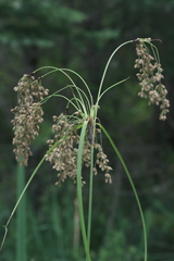 Scirpus pedicellatus
