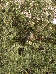Columba palumbus