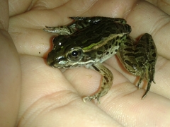 Lithobates brownorum