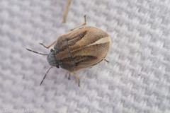 Homaemus