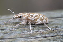 Cyphocleonus achates