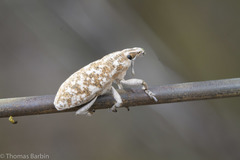 Cyphocleonus achates