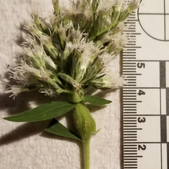 Neolasioptera perfoliata