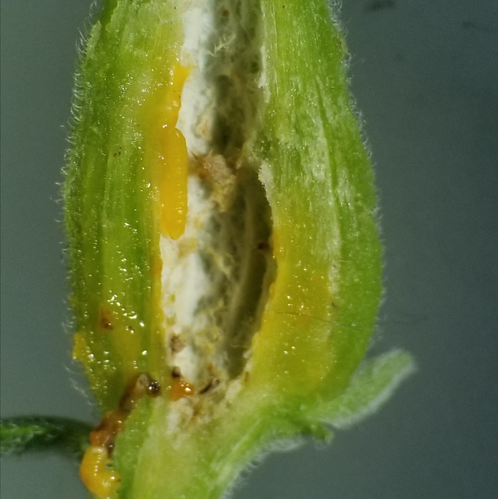 Boneset Stem Midge