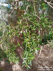 Pittosporum viscidum
