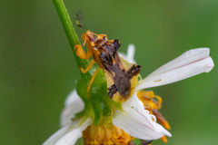 Phymata fasciata mystica image