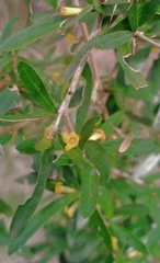 Pittosporum viscidum