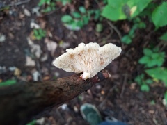 Neofavolus americanus