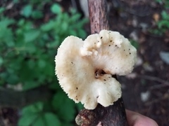 Neofavolus americanus