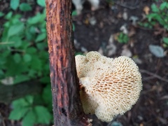 Neofavolus americanus