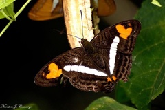 Adelpha barnesia
