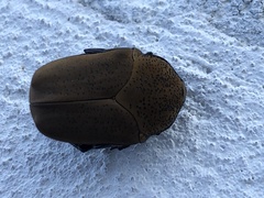 Hologymnetis cinerea