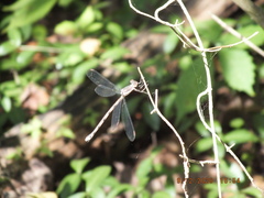 Archilestes