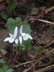 Triphora trianthophoros trianthophoros