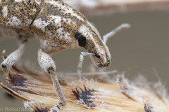 Cyphocleonus achates