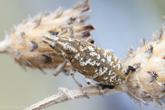 Cyphocleonus achates