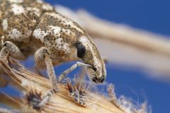 Cyphocleonus achates