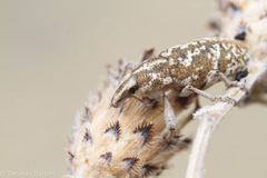 Cyphocleonus achates