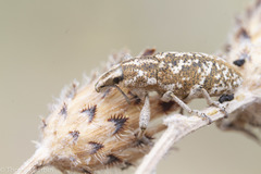 Cyphocleonus achates