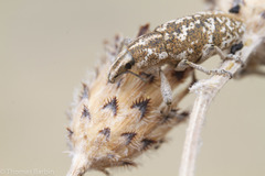 Cyphocleonus achates