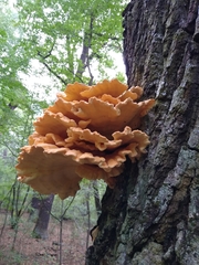 Laetiporus sulphureus
