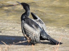 Phalacrocorax carbo