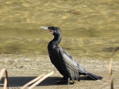 Phalacrocorax carbo