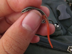 Vanzosaura rubricauda