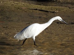 Egretta garzetta