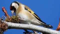 Carduelis carduelis