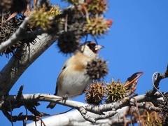 Carduelis carduelis