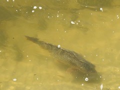 Cyprinus carpio
