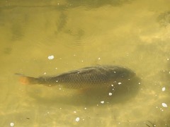 Cyprinus carpio